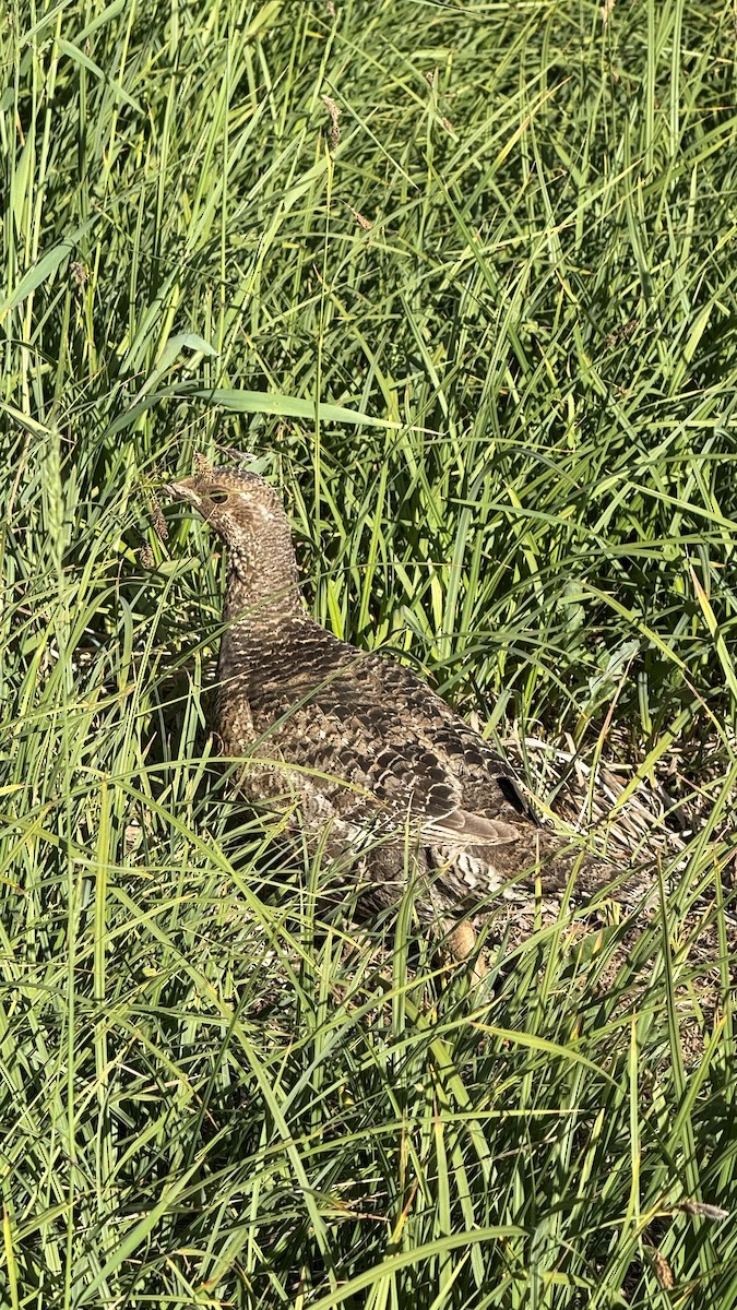 Tétras fuligineux - ML639370273