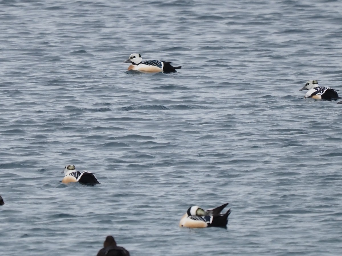 Steller's Eider - ML639370283
