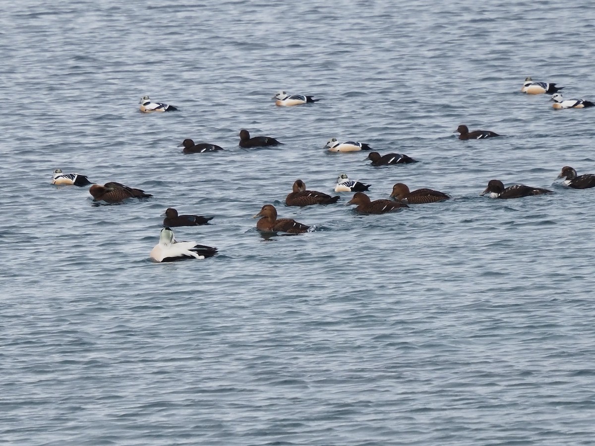 Steller's Eider - ML639370297