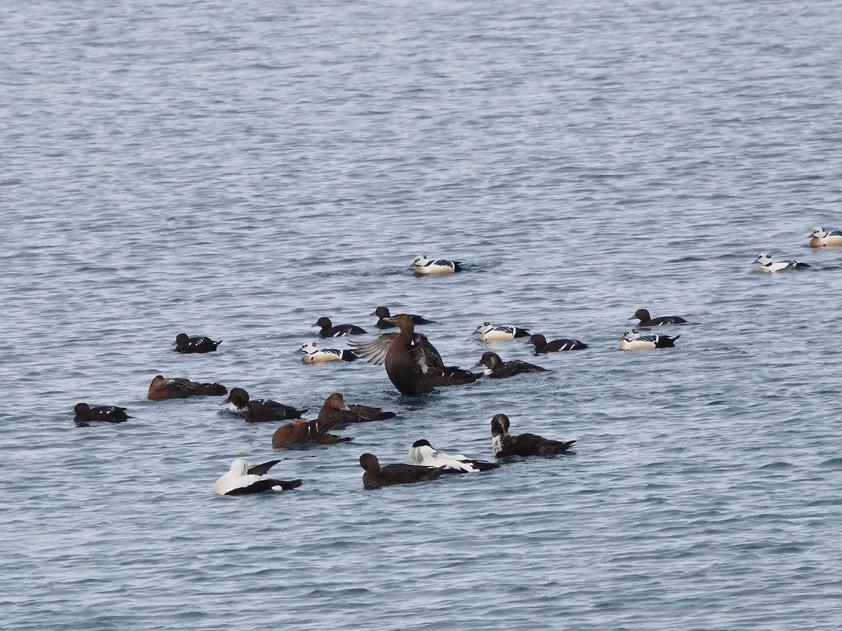 Steller's Eider - ML639370303