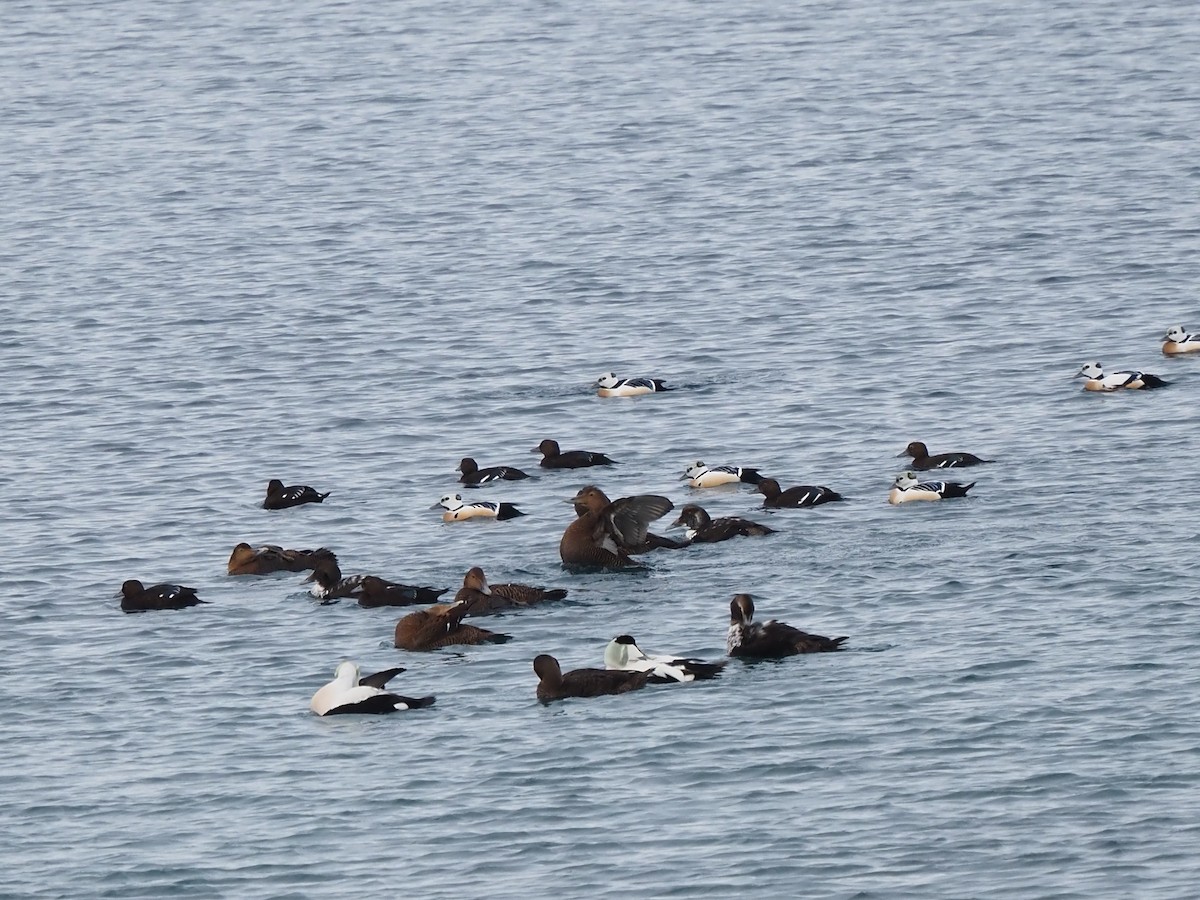 Steller's Eider - ML639370325
