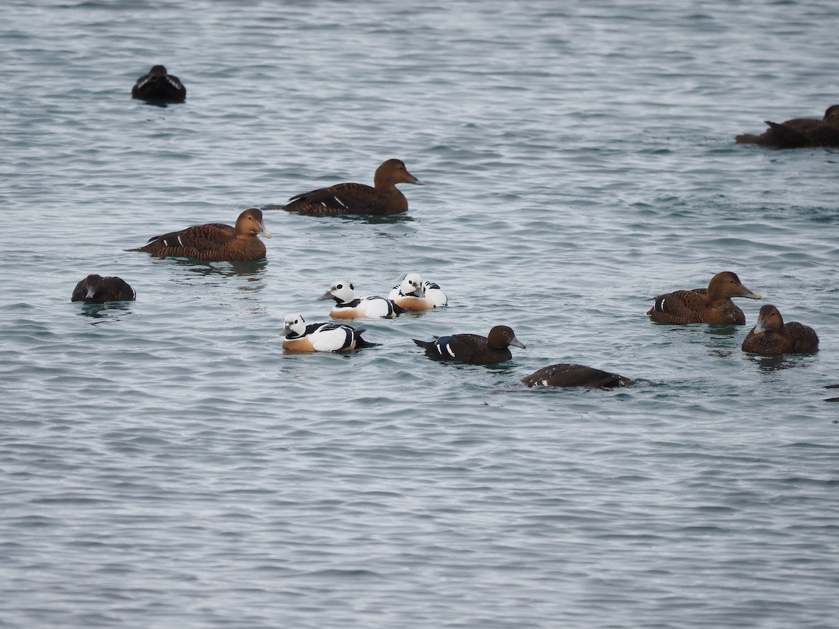 Steller's Eider - ML639370339
