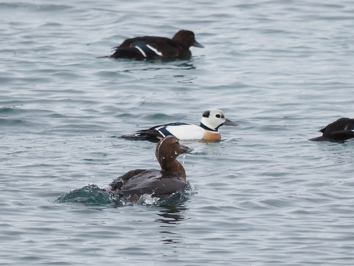 Steller's Eider - ML639370350
