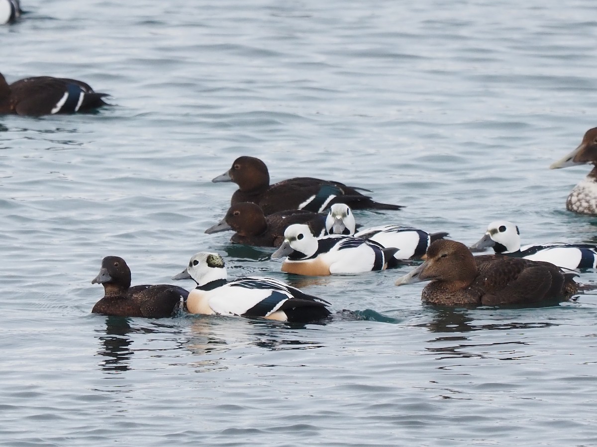Steller's Eider - ML639370380