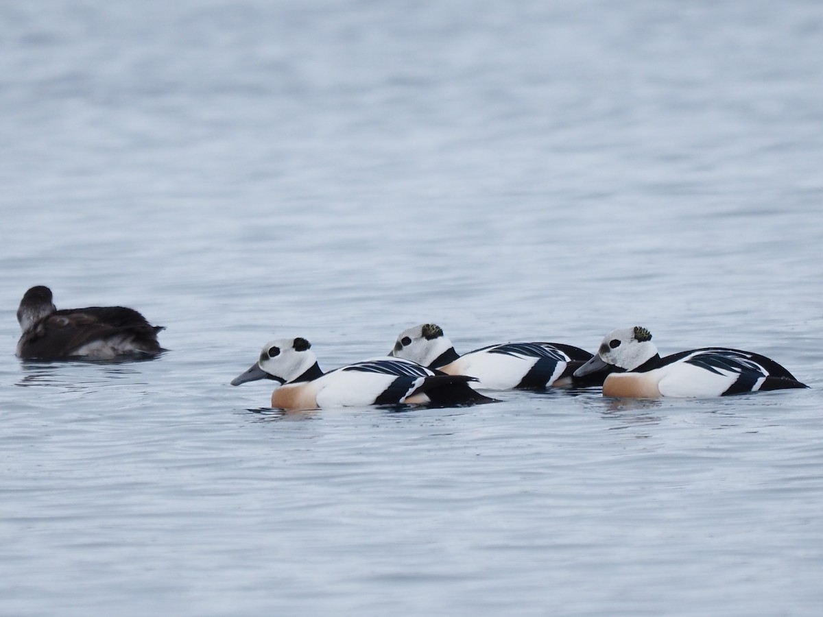 Steller's Eider - ML639370387