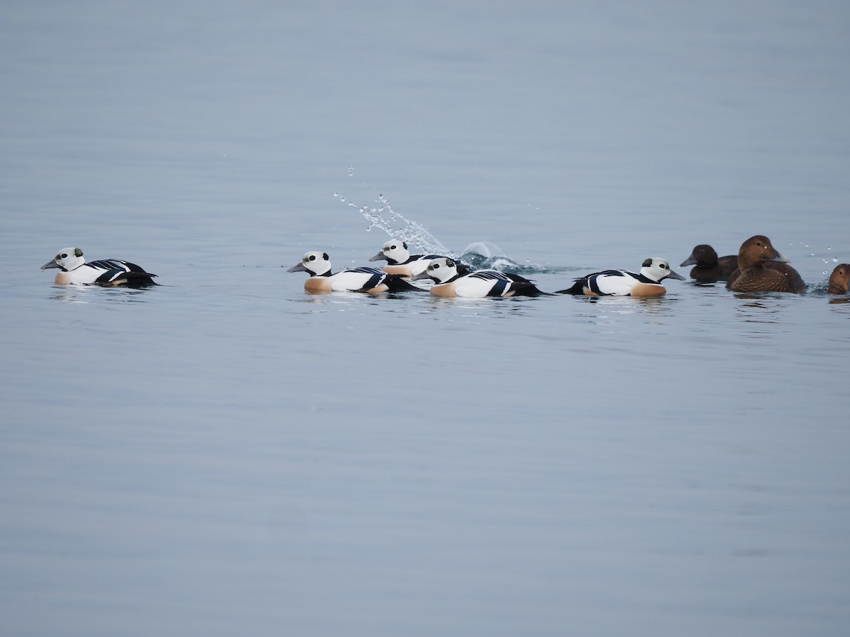 Steller's Eider - ML639370400