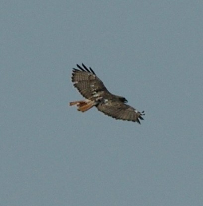 Red-tailed Hawk - Leigh McBride