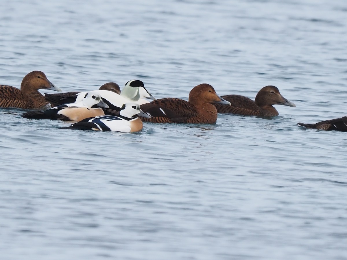 Steller's Eider - ML639370420