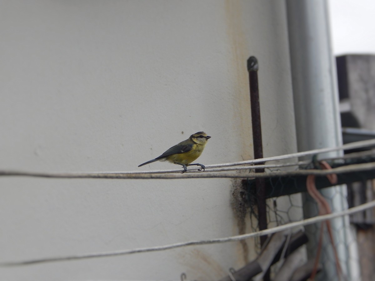 Eurasian Blue Tit - ML639370473