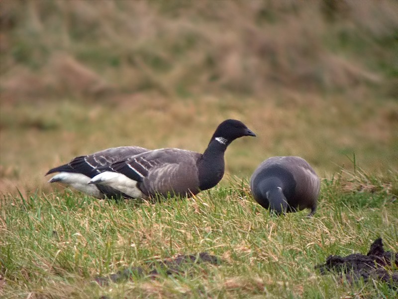 Brant (Dark-bellied) - ML639370490
