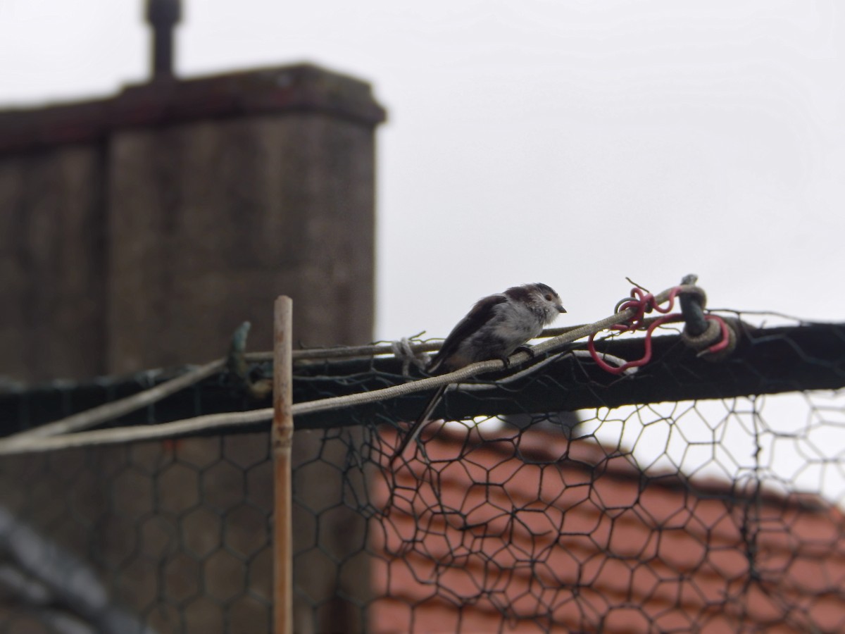 Long-tailed Tit - ML639370497