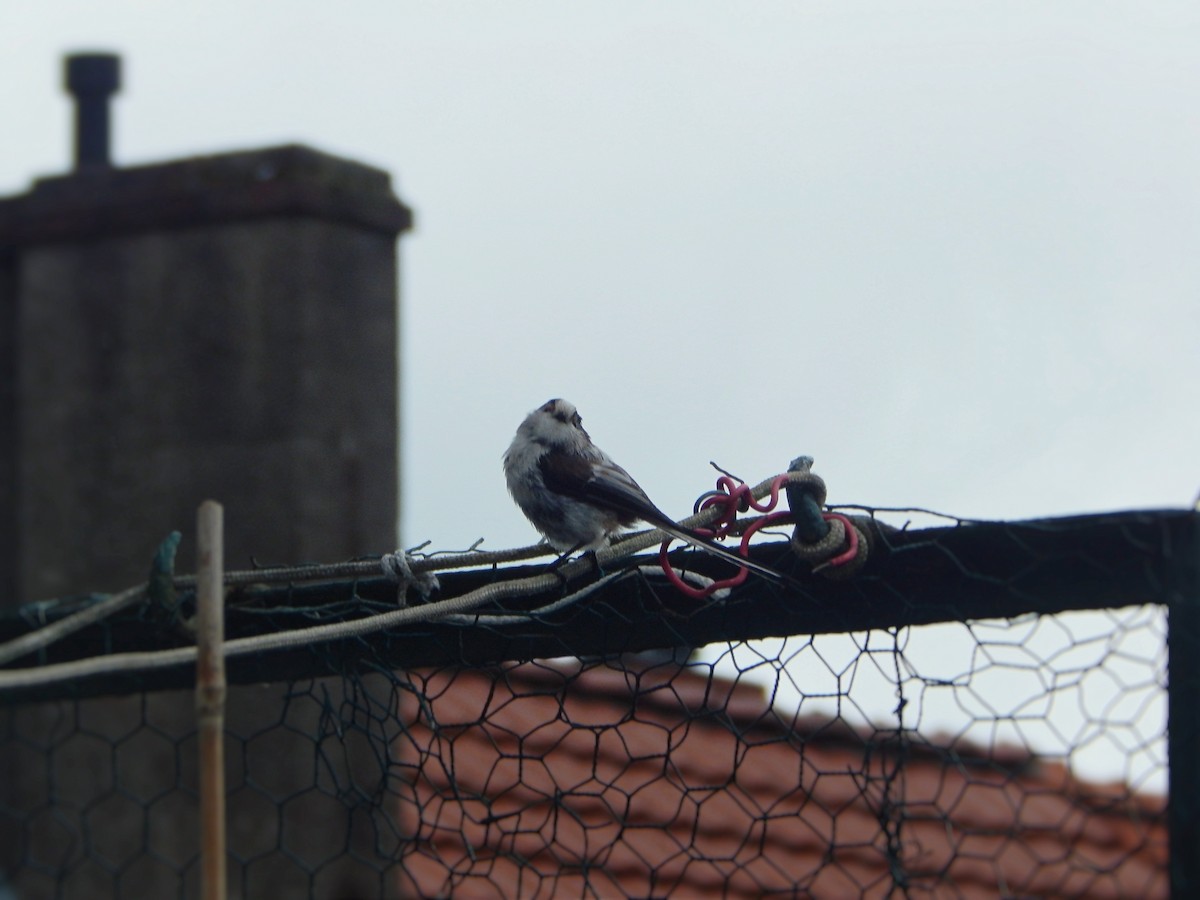 Long-tailed Tit - ML639370509