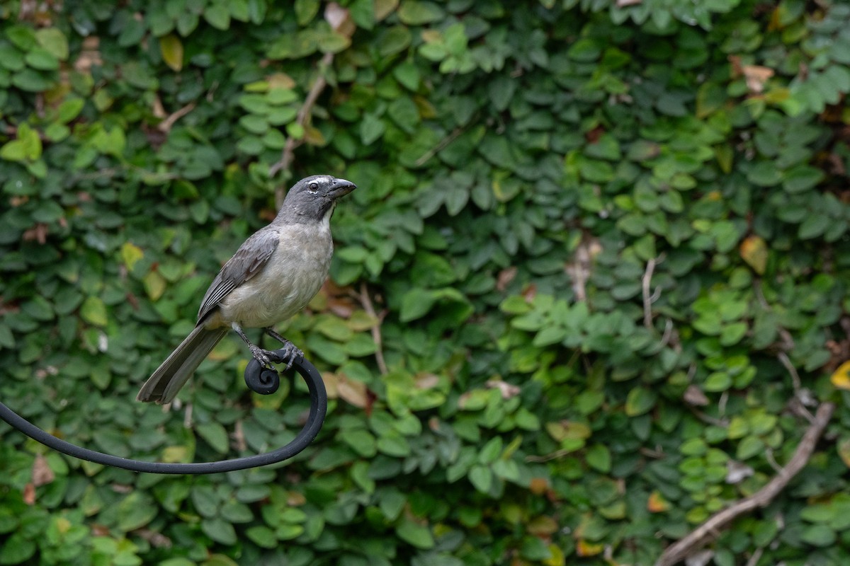 Olive-gray Saltator - ML639370607