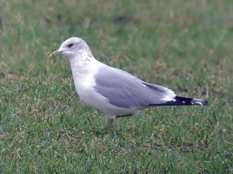racek bouřní - ML639370742