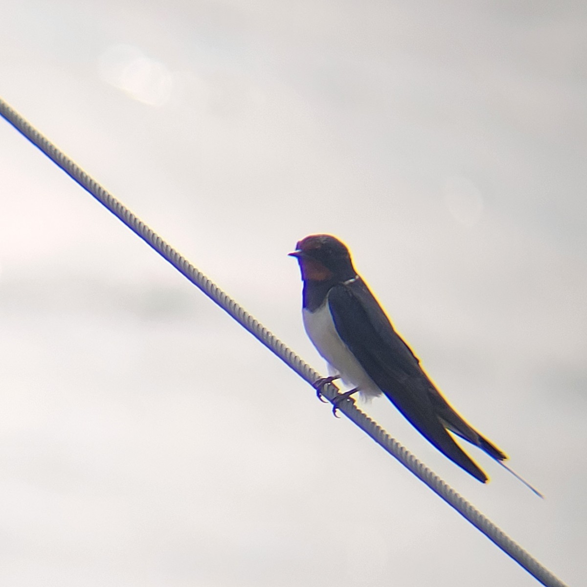 Barn Swallow - ML639370996