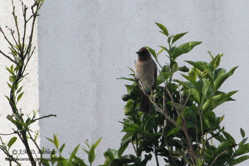 Common Bulbul - ML639371191