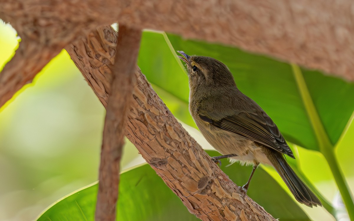 Canary Islands Chiffchaff - ML639371203