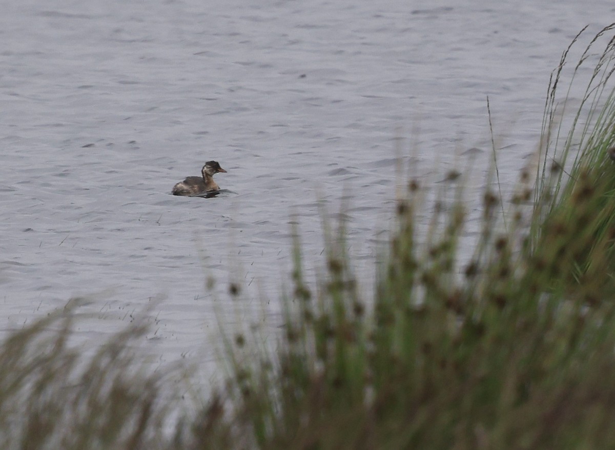 Little Grebe (Little) - ML639371461