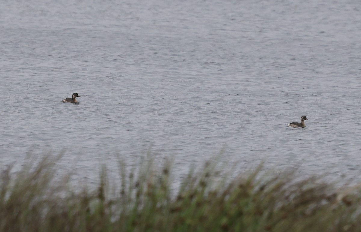 Little Grebe (Little) - ML639371464