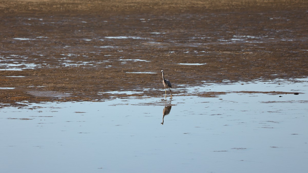 White-faced Heron - ML639371499