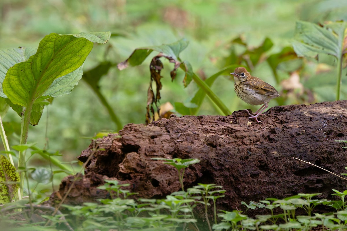 Wood Thrush - ML639371524