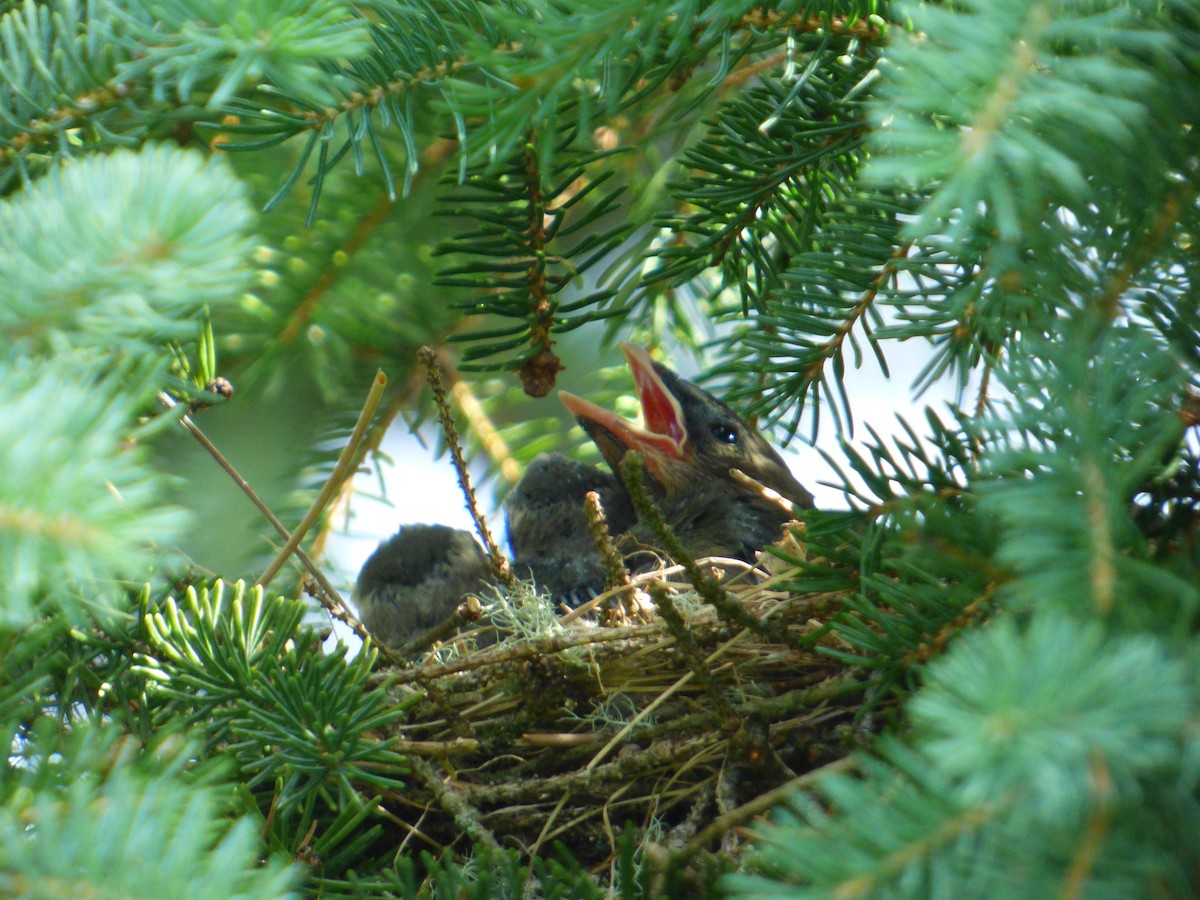 Cedar Waxwing - ML639371544