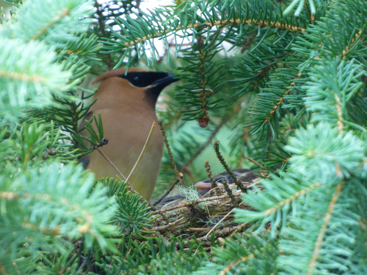 Cedar Waxwing - ML639371545