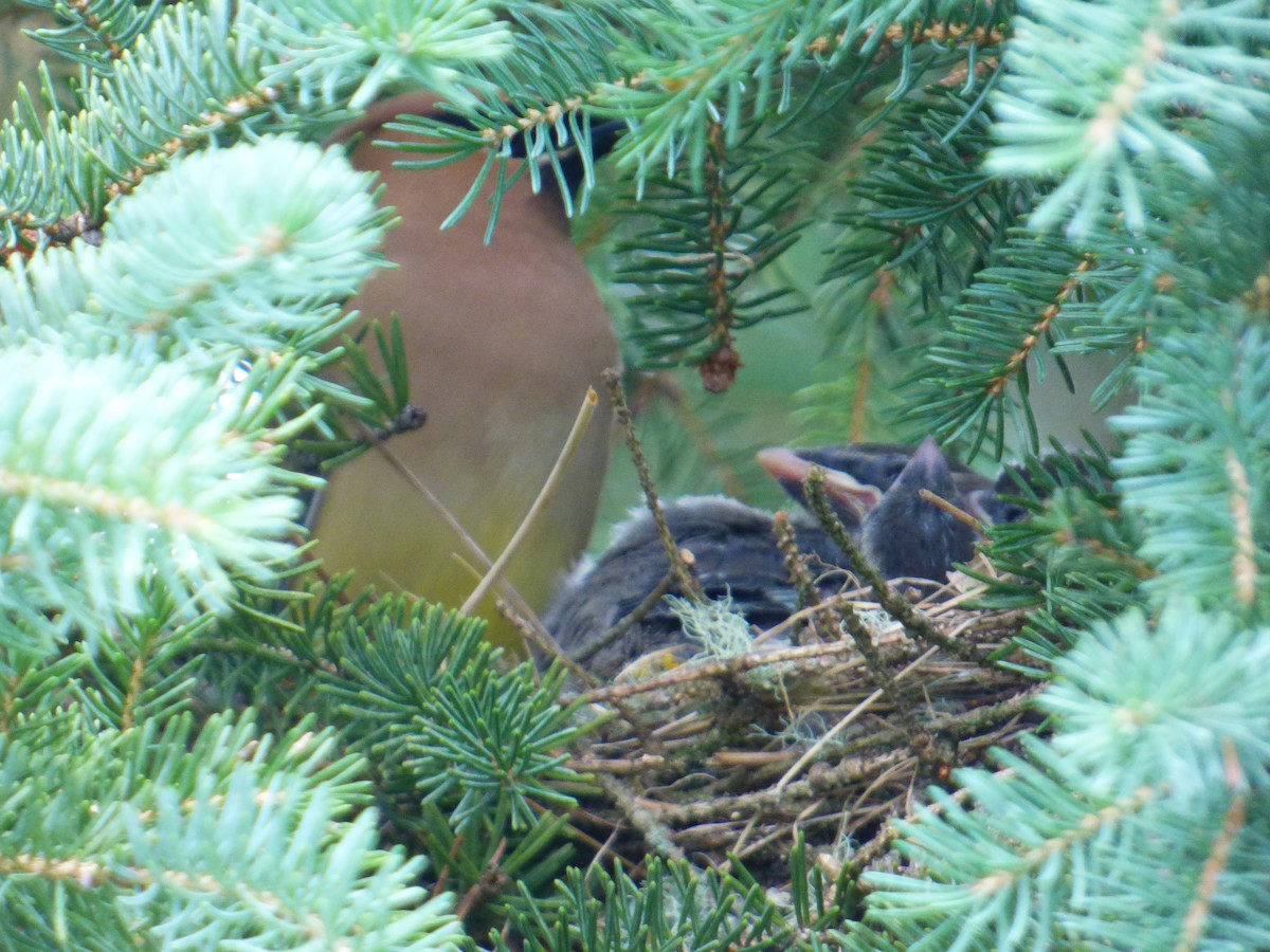 Cedar Waxwing - ML639371546