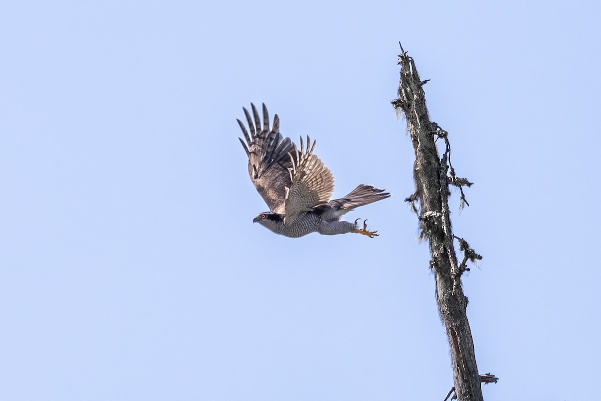 Eurasian Goshawk - ML639371564