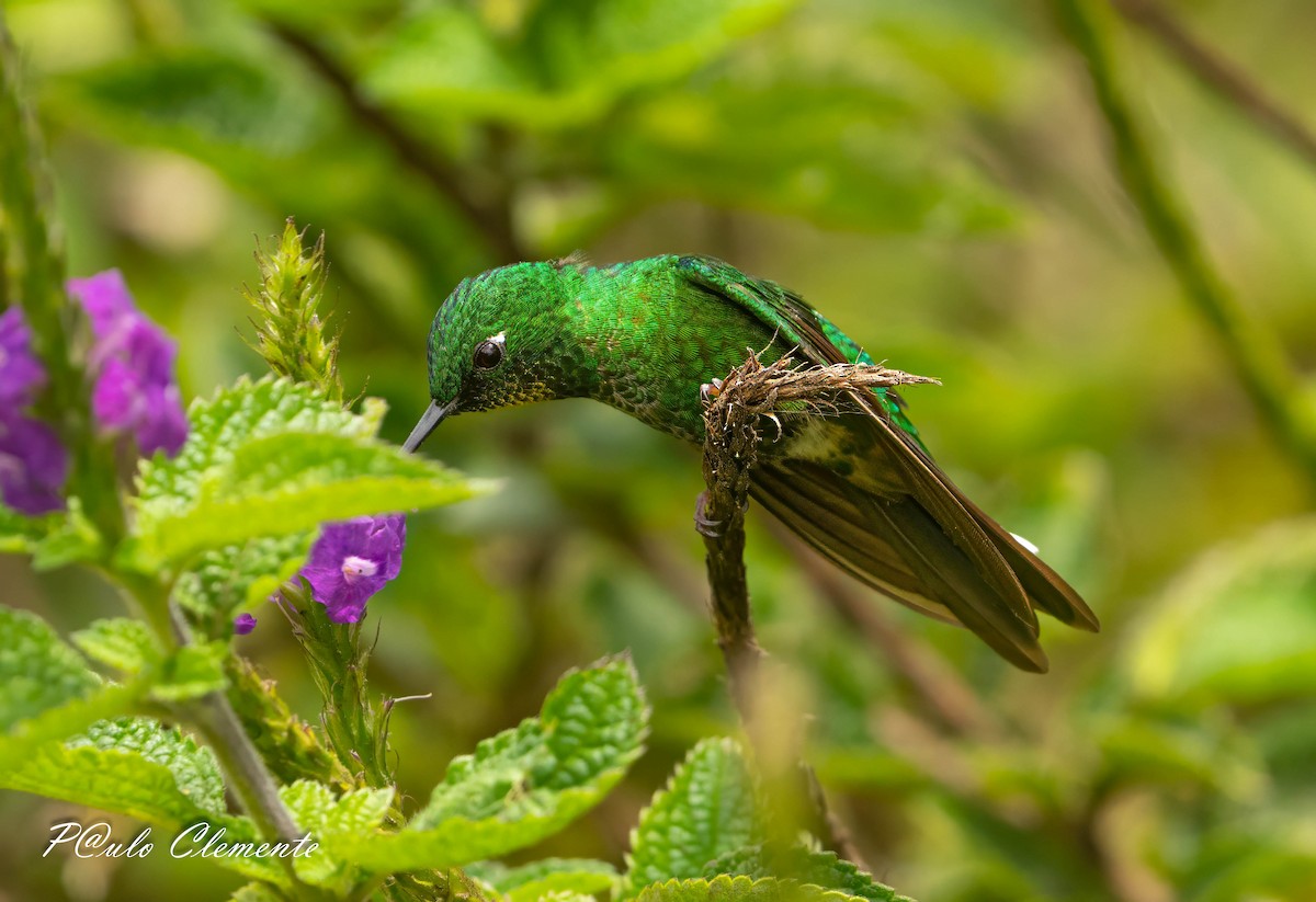 Rufous-vented Whitetip - ML639371583