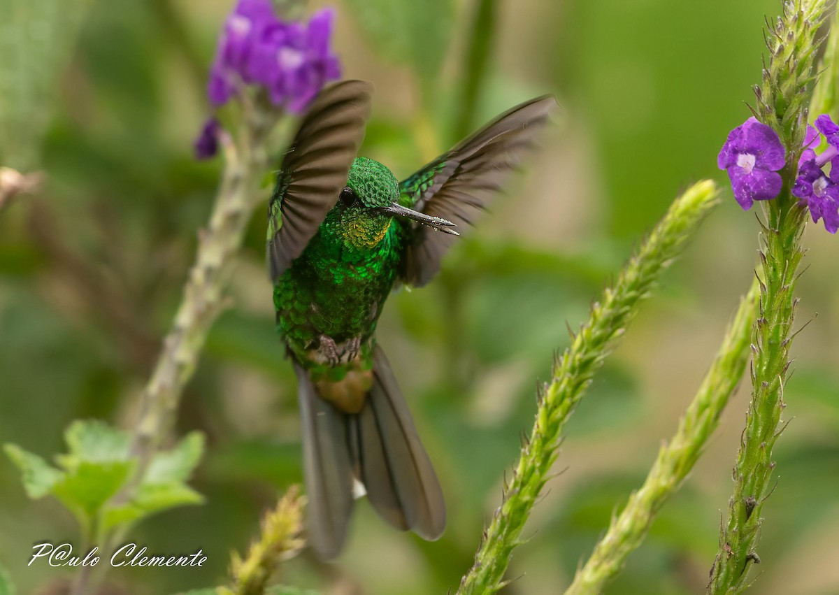 Rufous-vented Whitetip - ML639371584