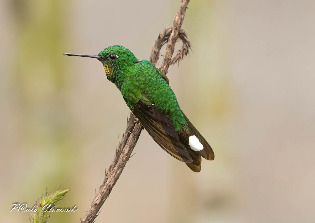 Rufous-vented Whitetip - ML639371586