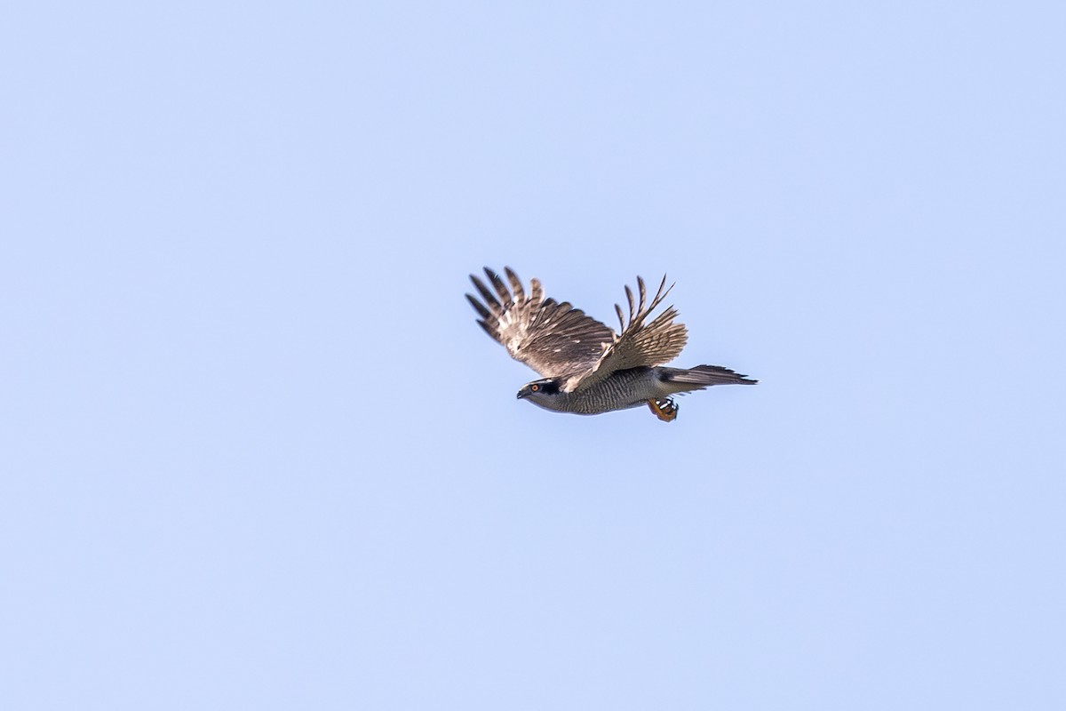 Eurasian Goshawk - ML639371588
