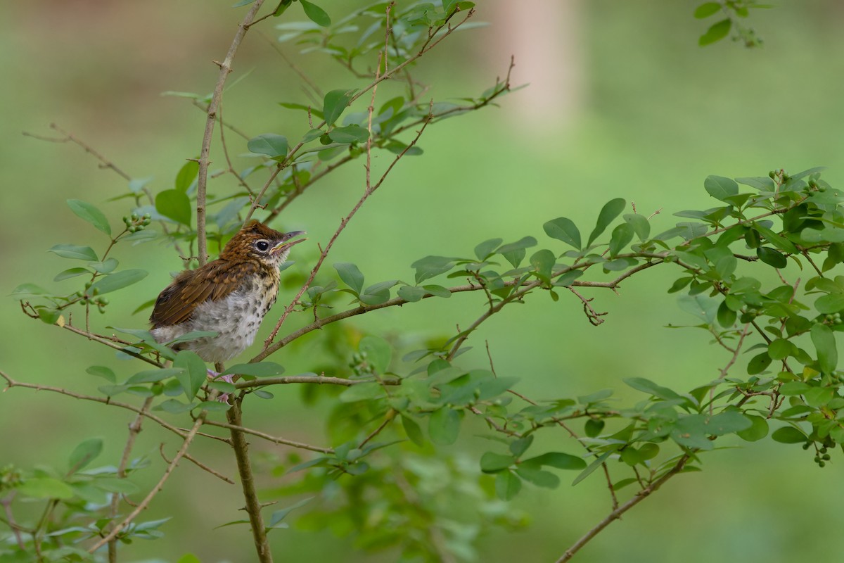 Wood Thrush - ML639371605
