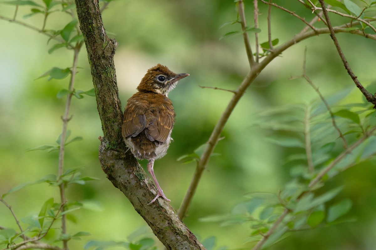 Wood Thrush - ML639371608
