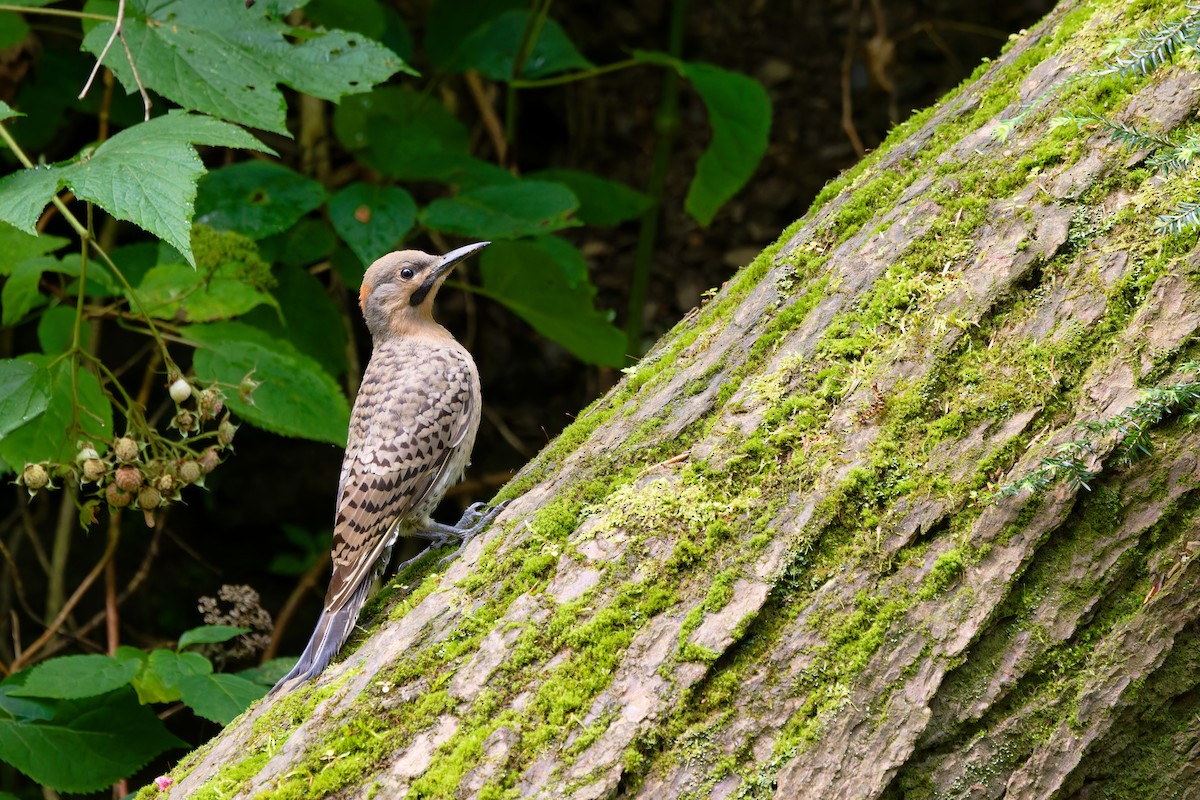 Northern Flicker - ML639371615