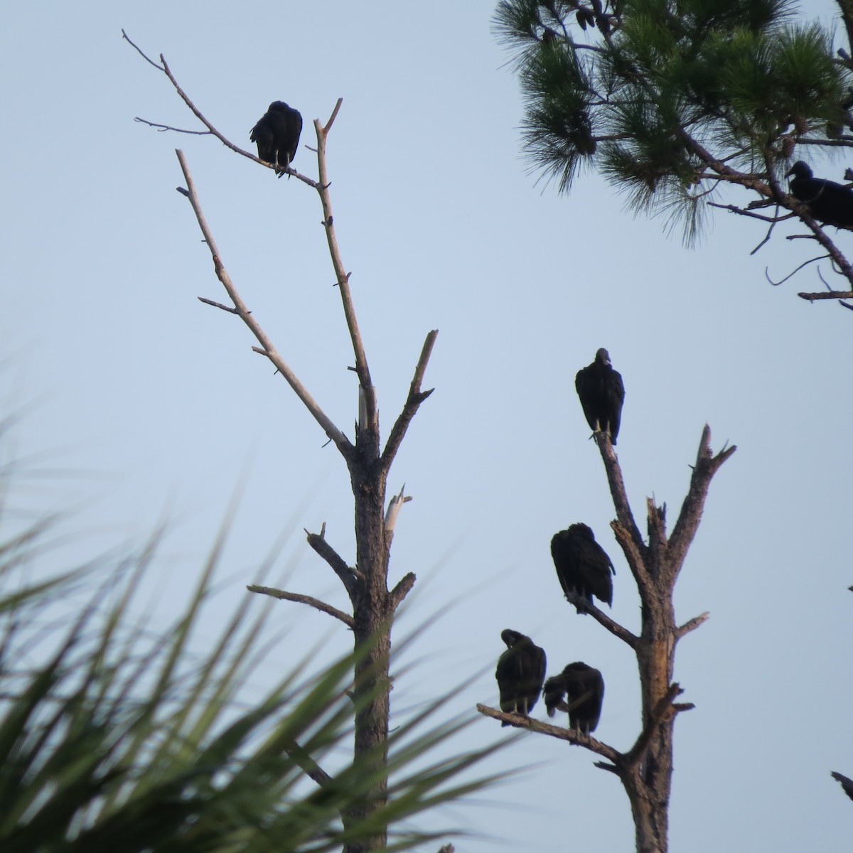 Black Vulture - ML639371654