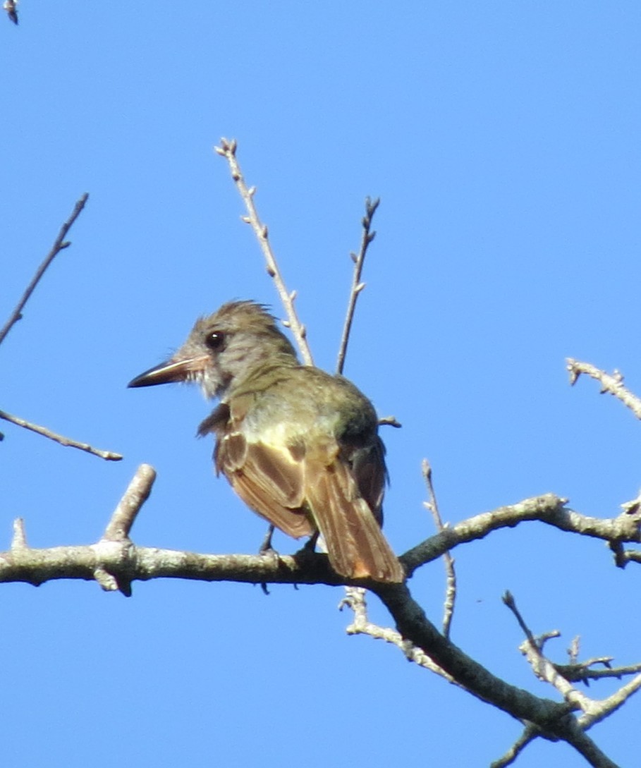 Great Crested Flycatcher - ML639371802
