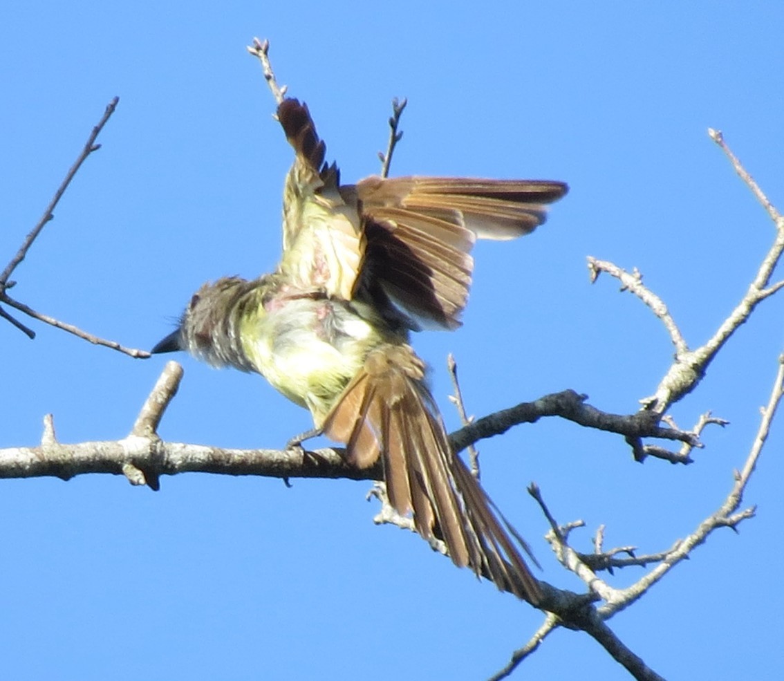 Great Crested Flycatcher - ML639371803