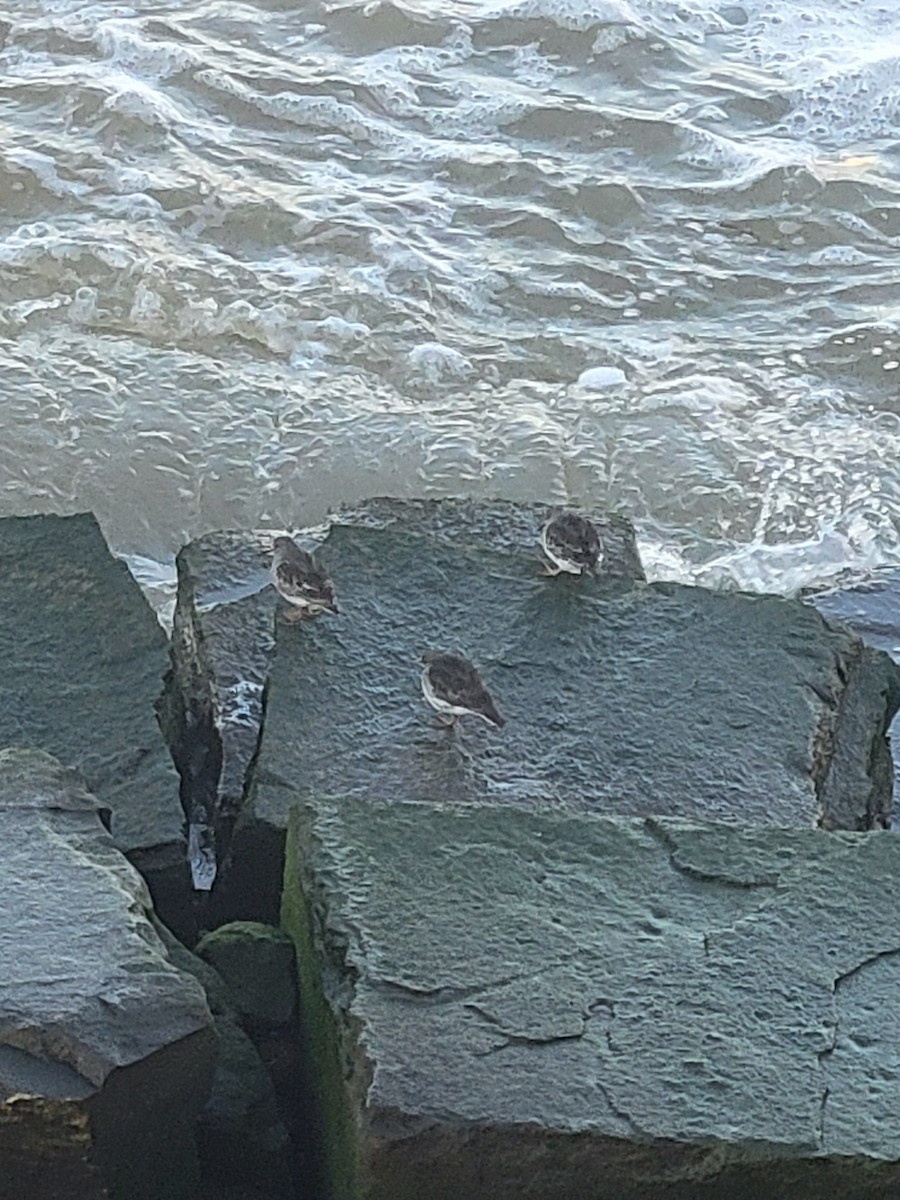 Purple Sandpiper - ML639371883