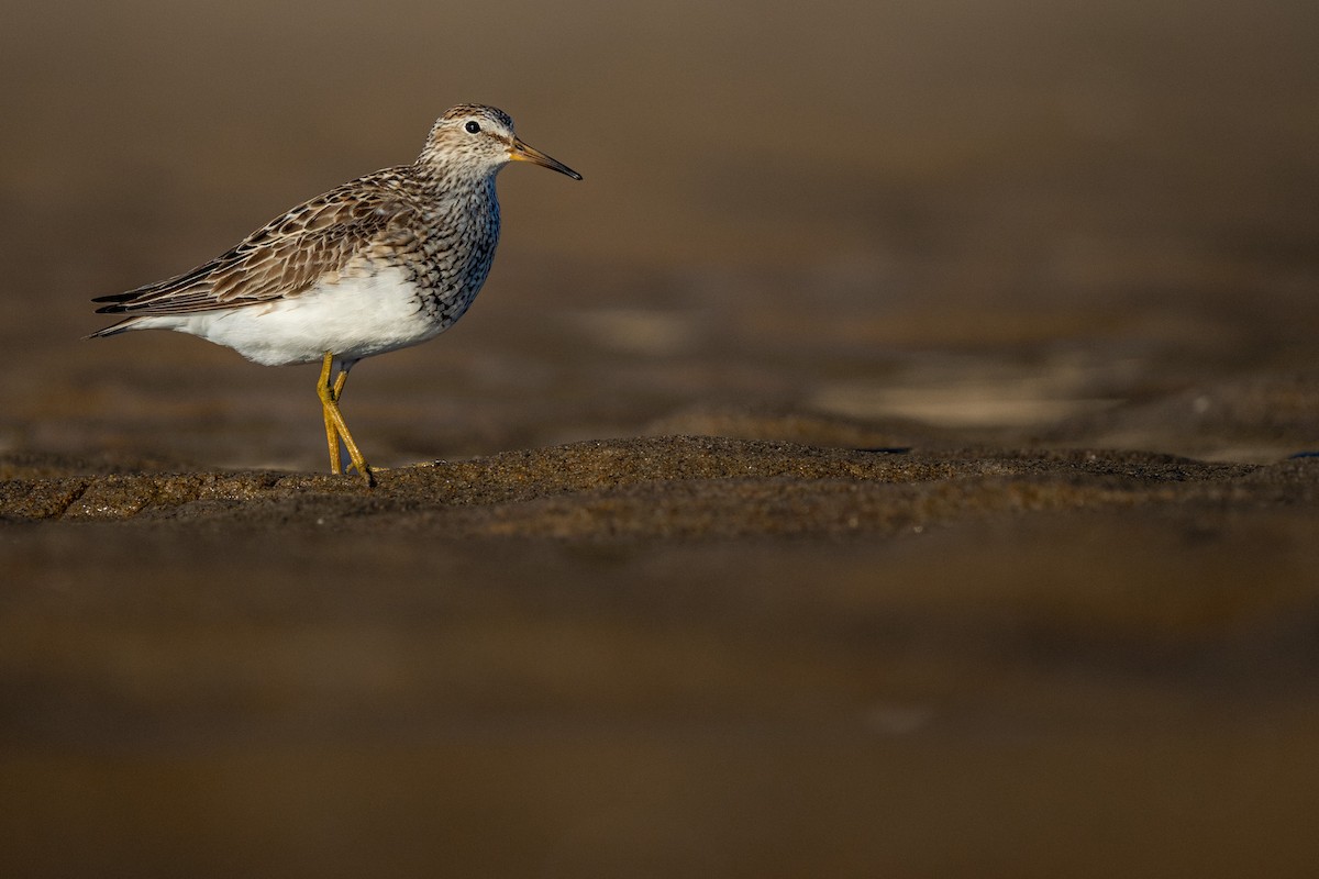 Pectoral Sandpiper - ML639371920
