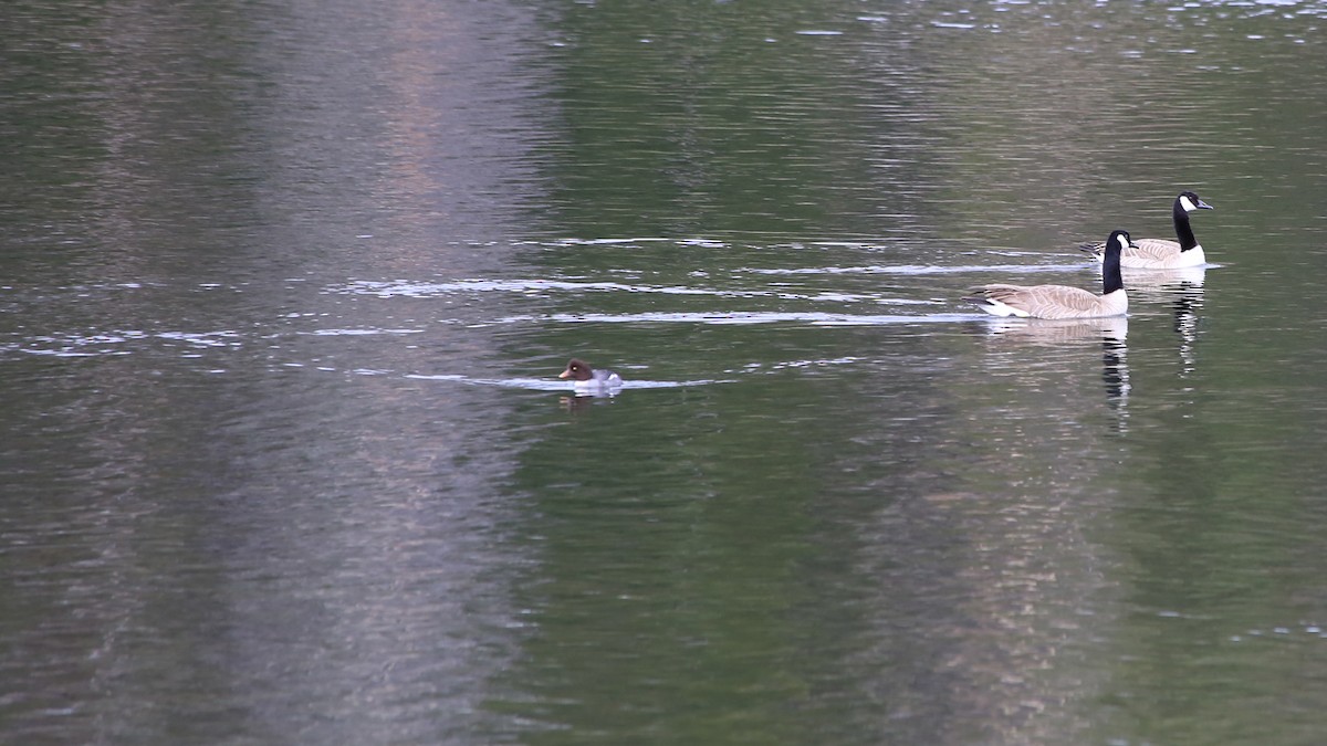 Barrow's Goldeneye - ML639371922
