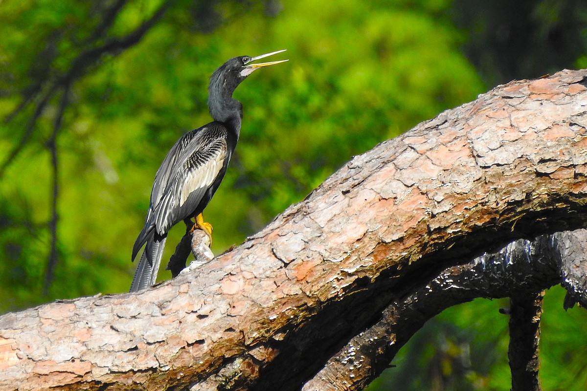 Anhinga - ML639371982