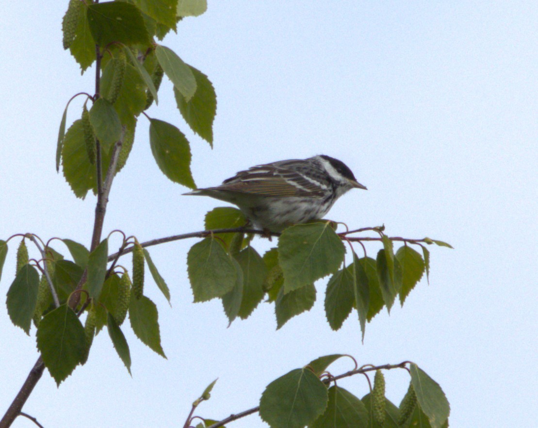 Blackpoll Warbler - ML639371994