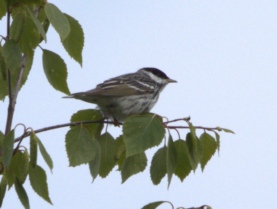 Blackpoll Warbler - ML639371996
