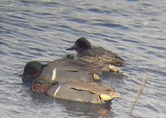 Green-winged Teal - ML639372027