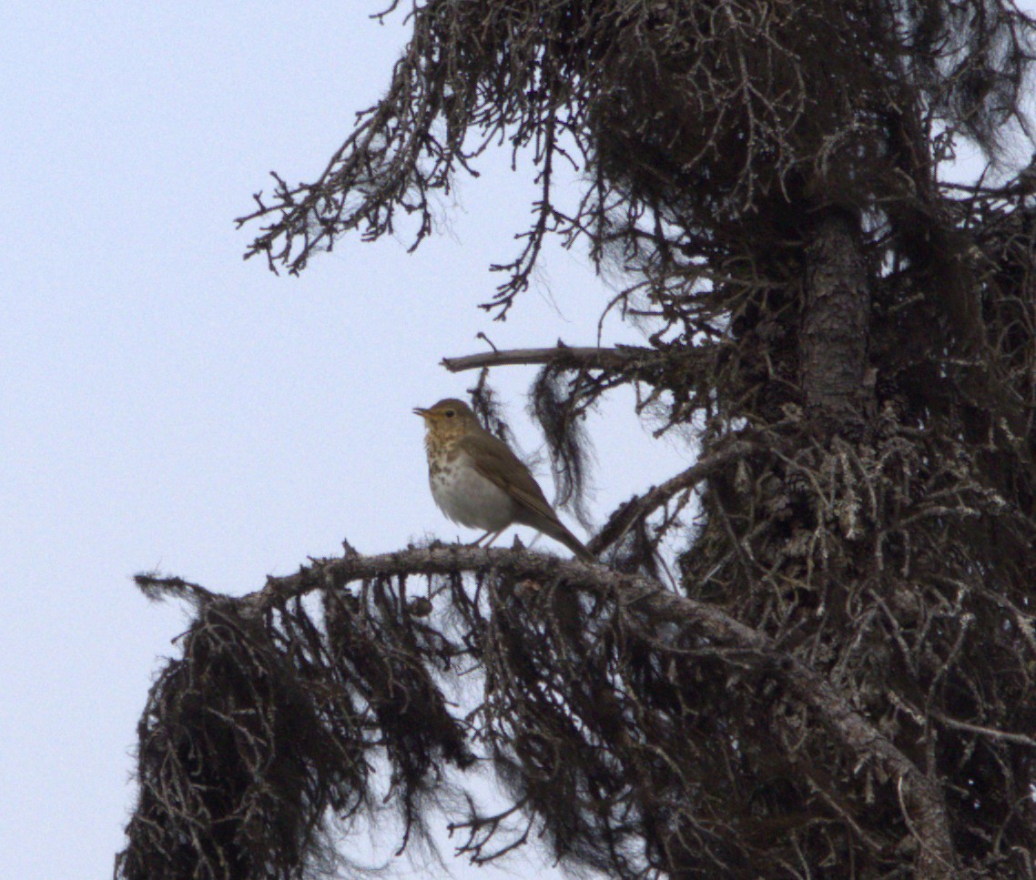 Swainson's Thrush - ML639372051