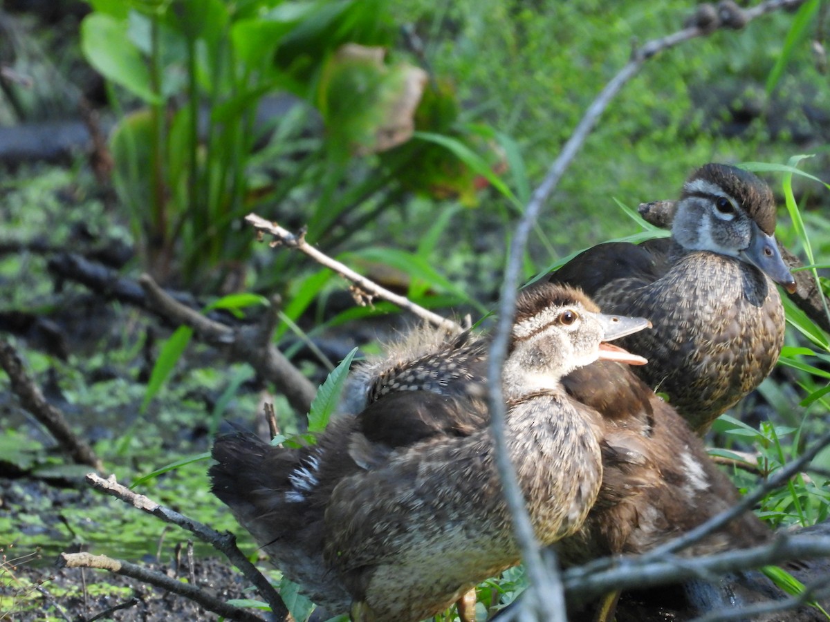 Wood Duck - ML639372083