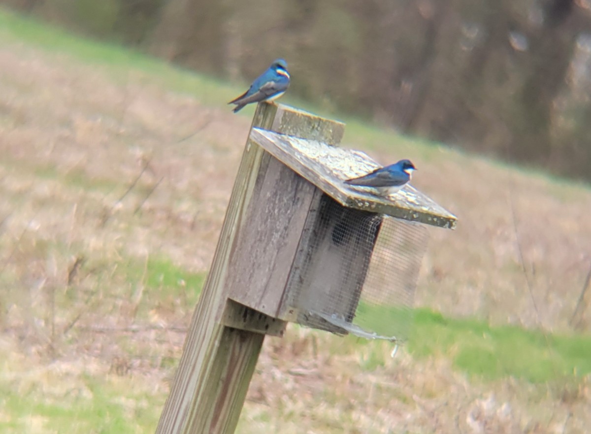 Tree Swallow - ML639372089