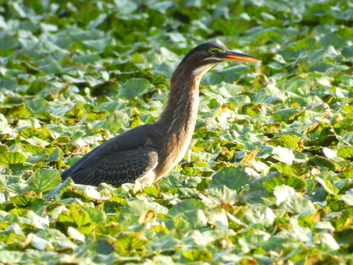 Green Heron - ML639372181